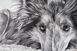 Sheltie painting BW_web